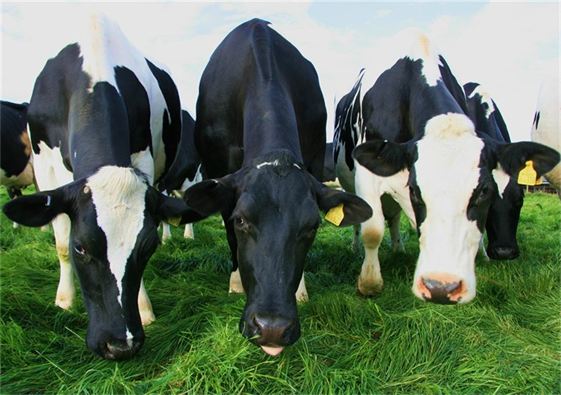 THE DEAL WITH DAIRY